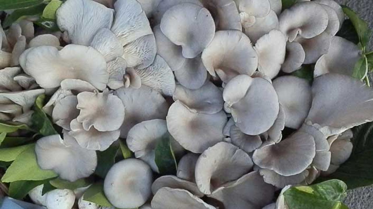 Sertifikalar Soyer'den, mantarlı pilav ise kursiyerlerden