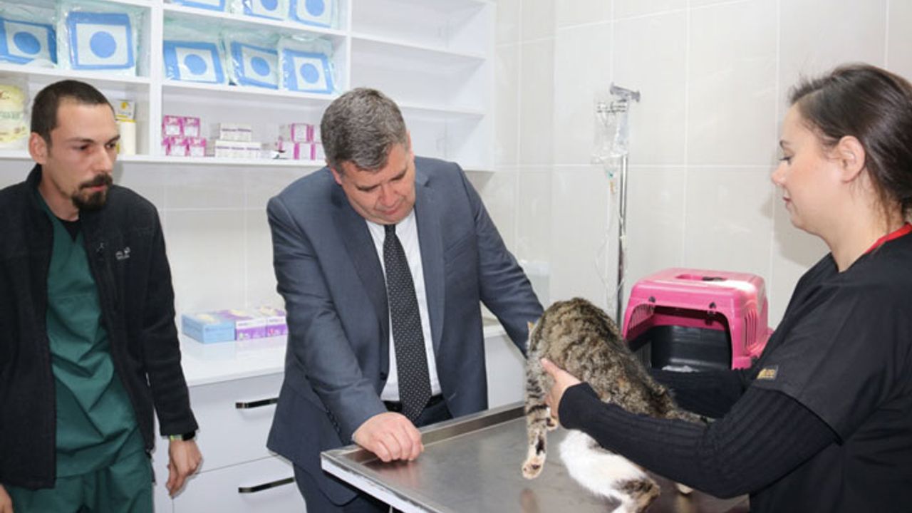 Çeşme’de sokak hayvanları için veteriner kliniği açılıyor!