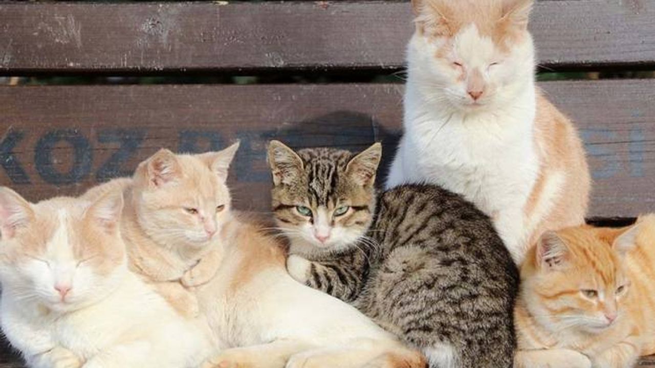 Sokak hayvanları için mama alınacak