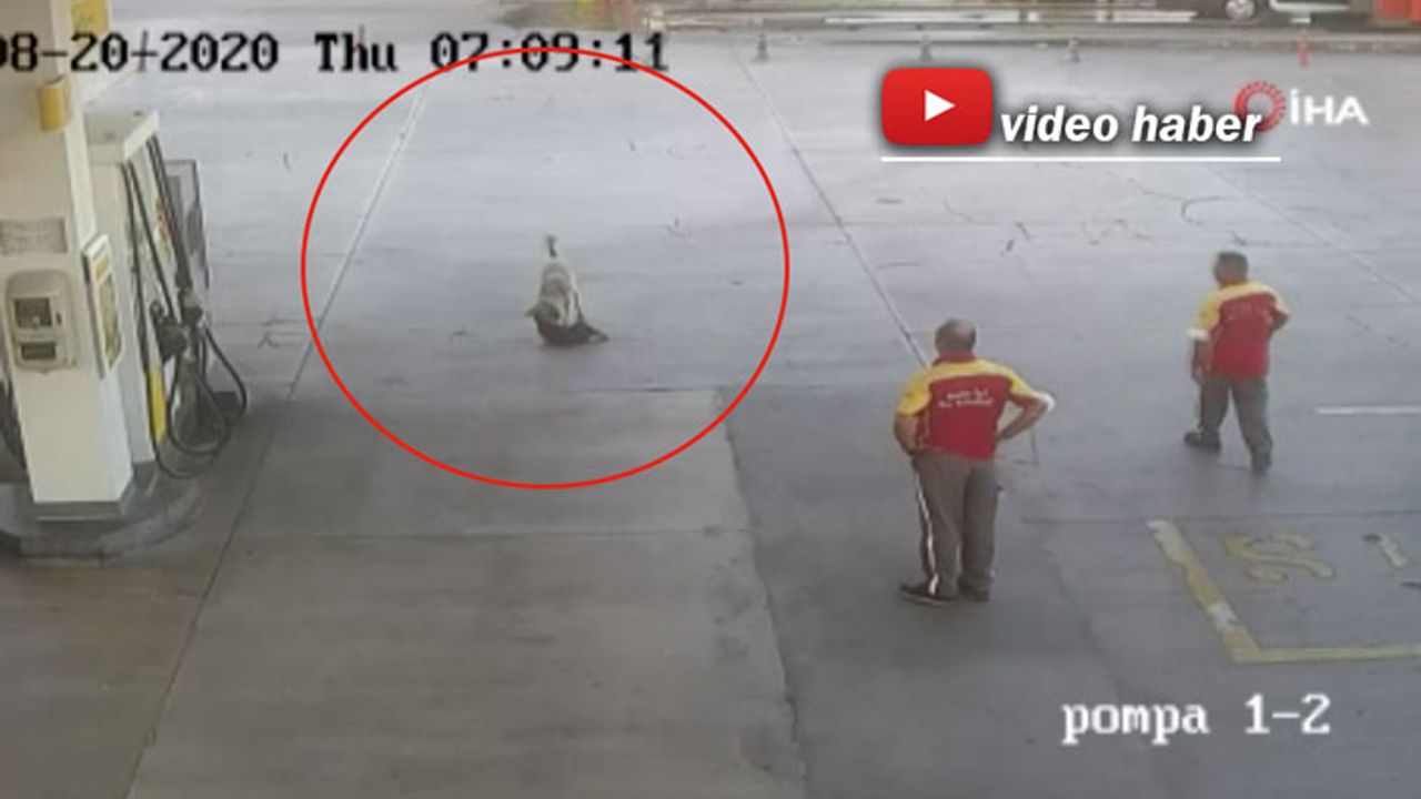Yavru köpeği ezen sürücü, adli kontrolle serbest bırakıldı