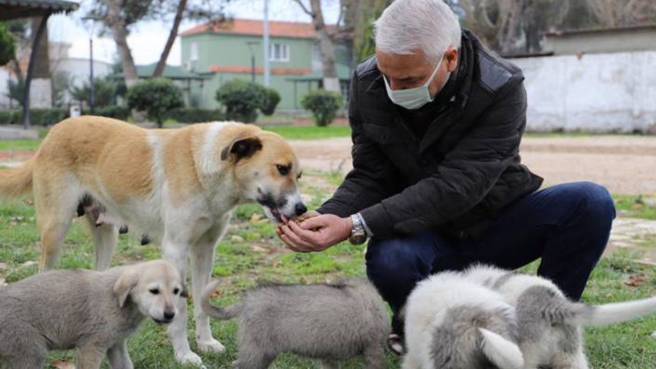 Saruhanlı'da sokak hayvanları için yeni beslenme üniteleri