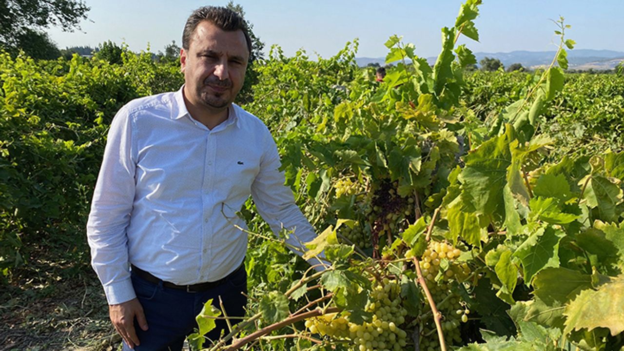 "TMO hangi fiyattan üzüm alacağını açıklamalı"