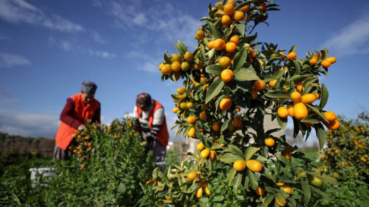 Altın portakal'da ilk hasat yapıldı