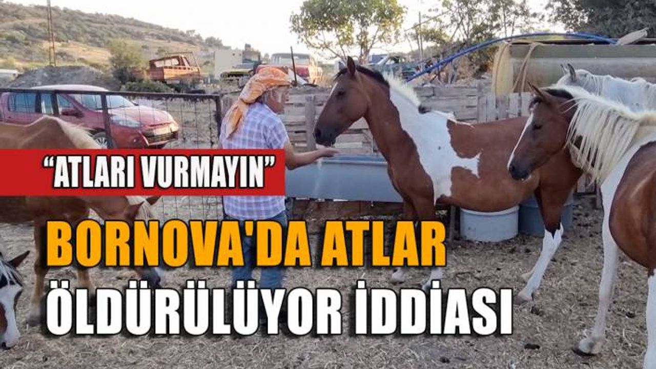 Bornova'da atlar öldürülüyor iddiası