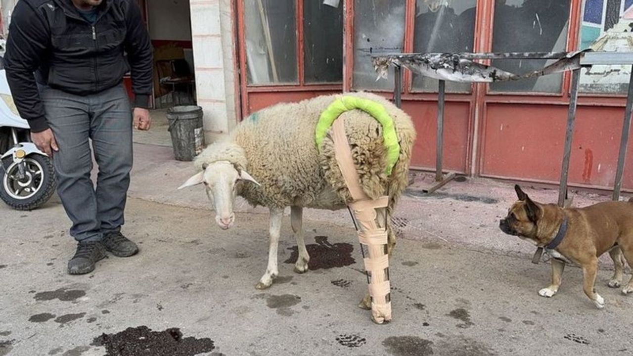 Bacağı kırılan koyuna sanayide özel protez!