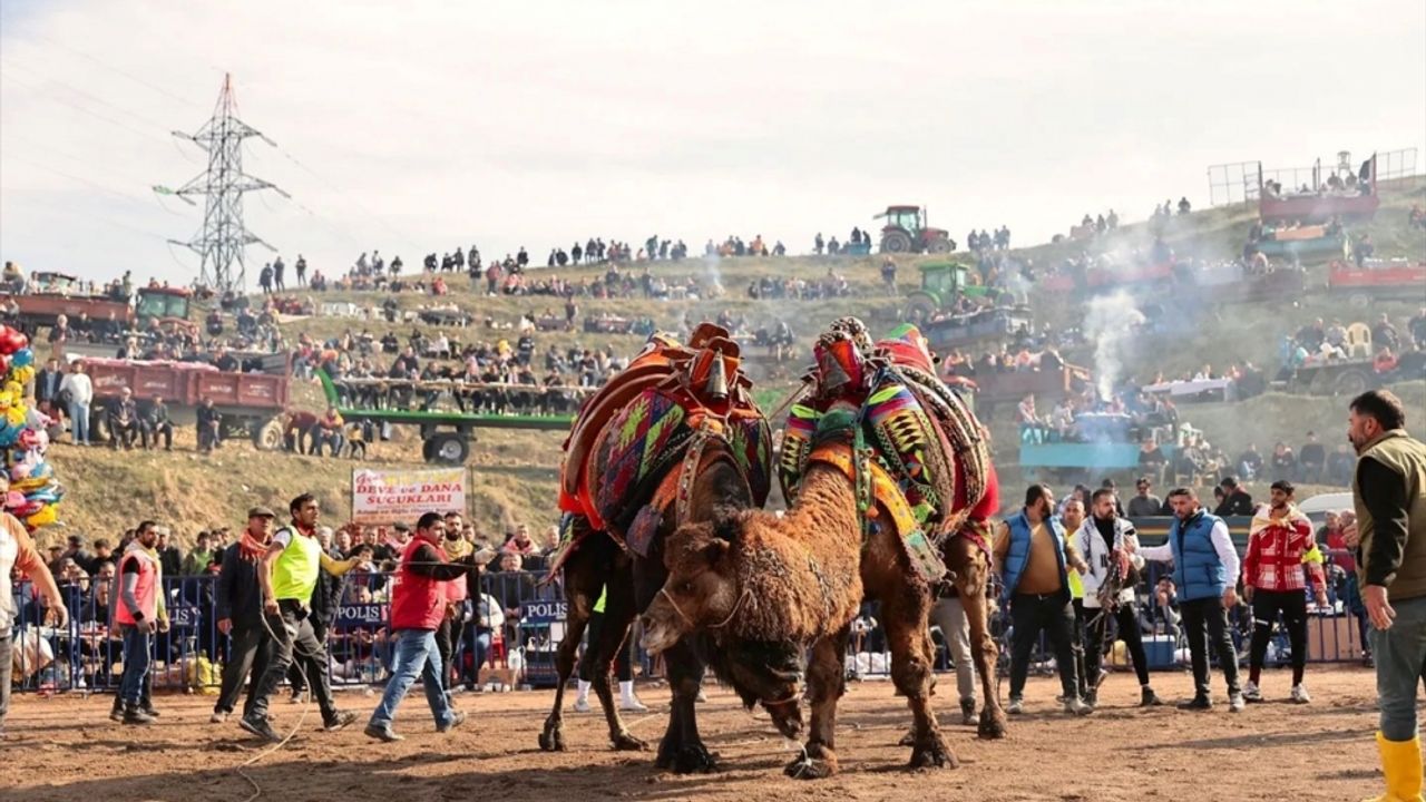 Sarayköy'de deve güreşi festivali yapıldı