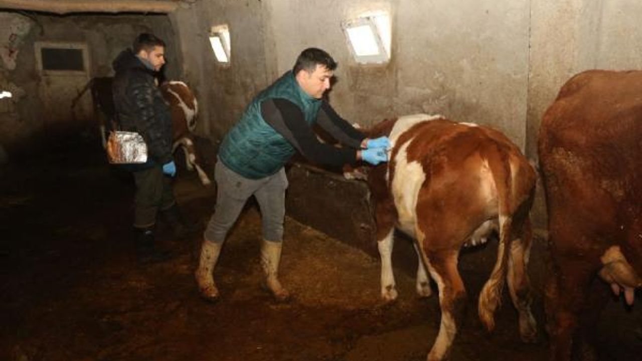 Elazığ'da 67 bin hayvan şap hastalığına karşı aşılandı