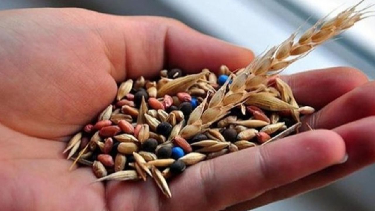 Ata tohumu nedir? Ata tohumu nasıl saklanır ve nerede satılır? Ata tohumu ne işe yarar? Ata tohumu özellikleri nelerdir?