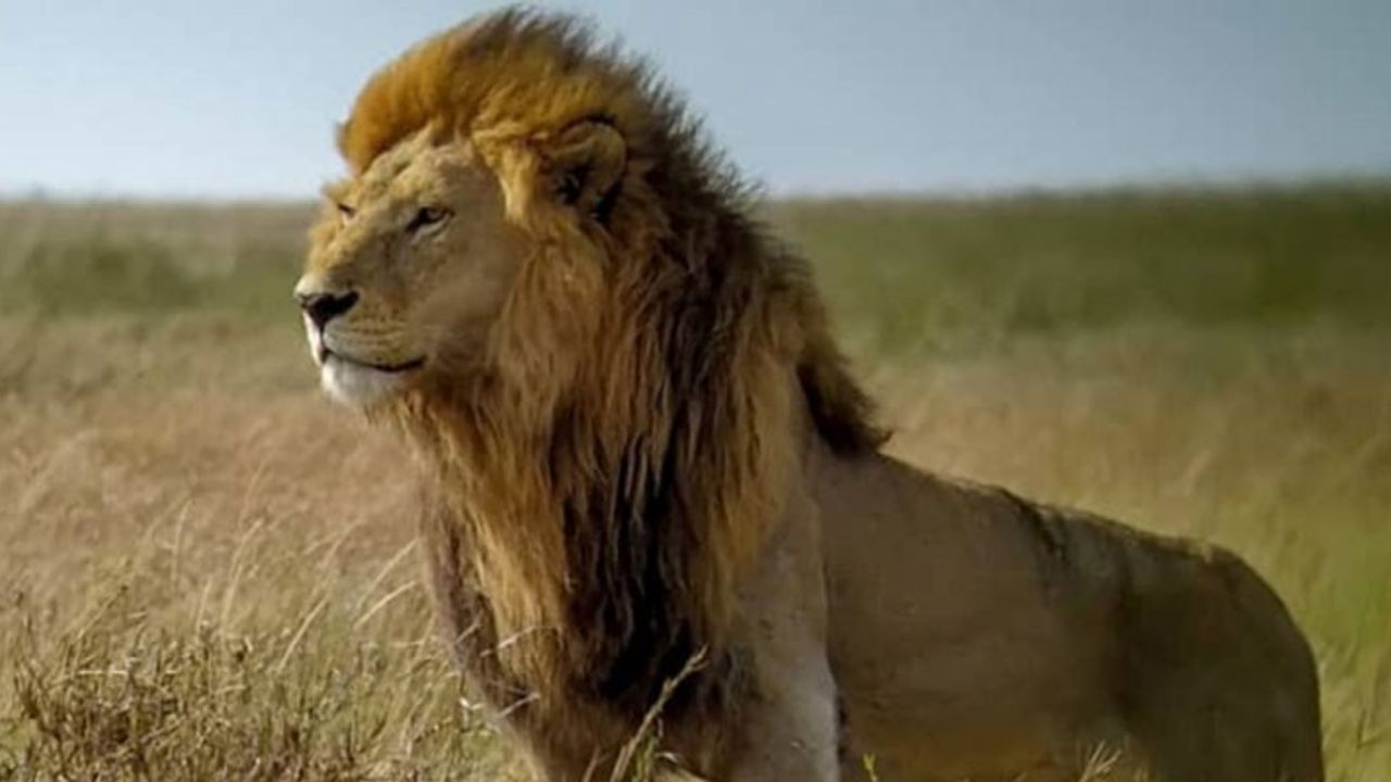 Serengeti kralının son savaşı