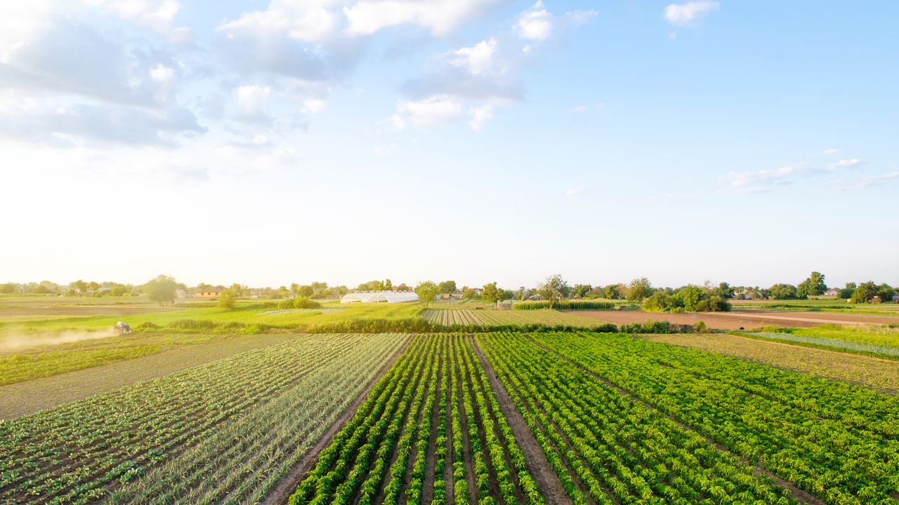 Sakarya Hendek'te icradan satılık 6420 m² tarım arazisi