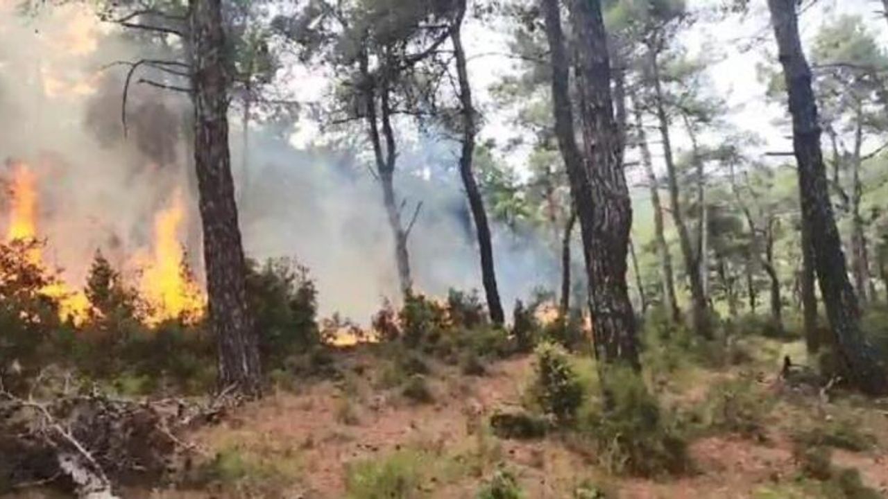 Yıldırım düştü Gelibolu'da orman yangını başladı
