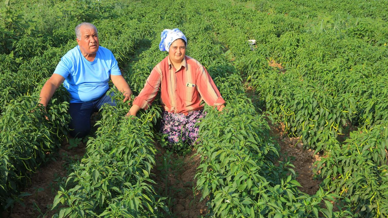 Muğla'da ata tohumları üreticiye 30 milyon lira kazandırdı