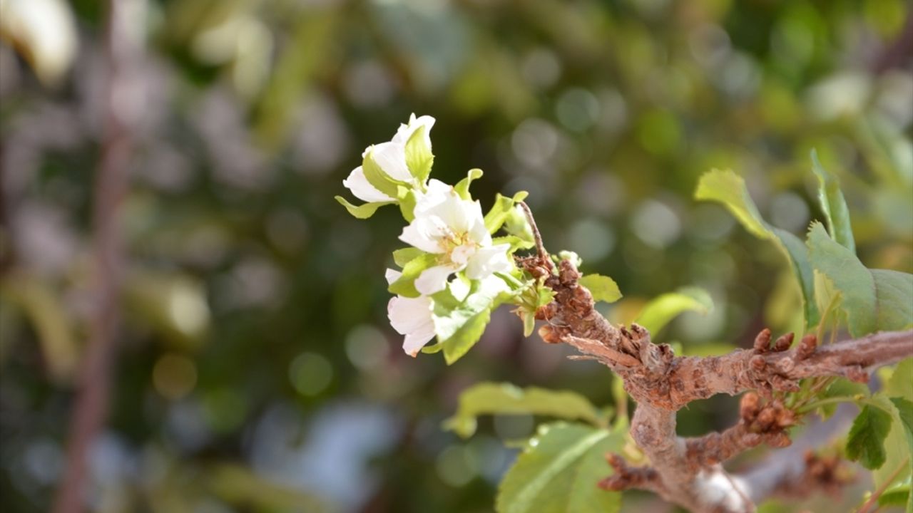 Manisa'da kiraz ağacı, eylül ayında çiçek açtı