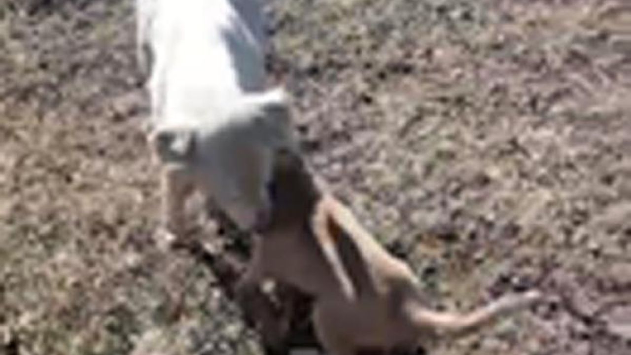 Kayaların arasına düşen yavru köpek, kurtarıldıktan sonra ilk annesini emdi
