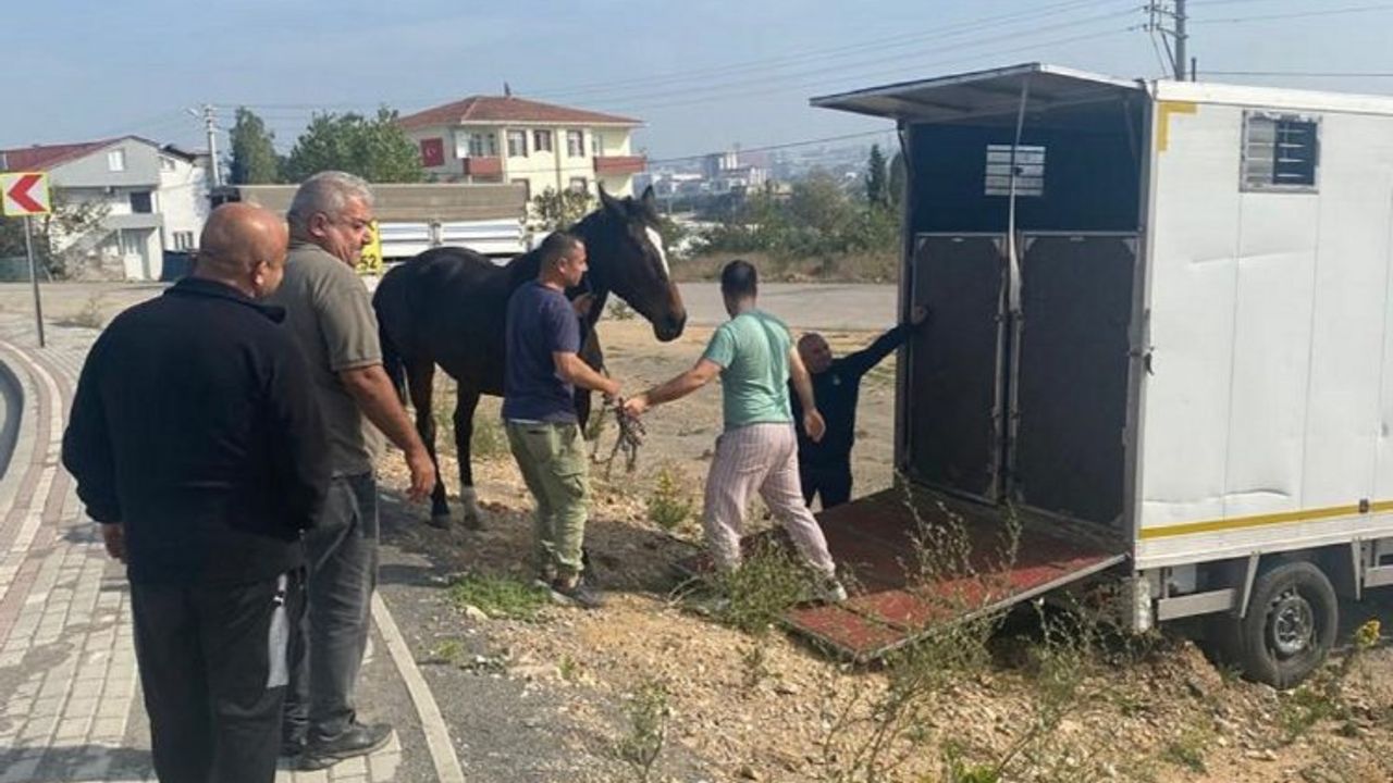 Çayırova'daki başıboş at Tekirdağ’a gönderildi