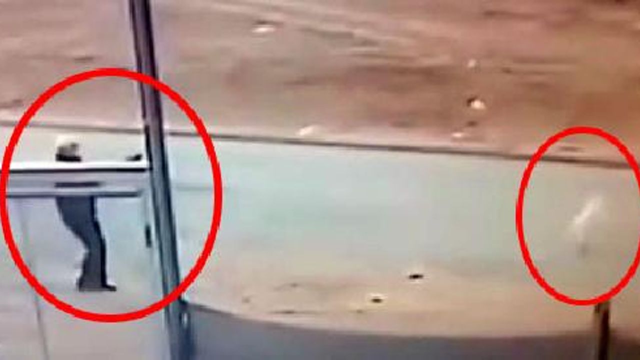 Kırıkkale'de sokak köpeğini tüfekle öldüren şüpheli gözaltına alındı