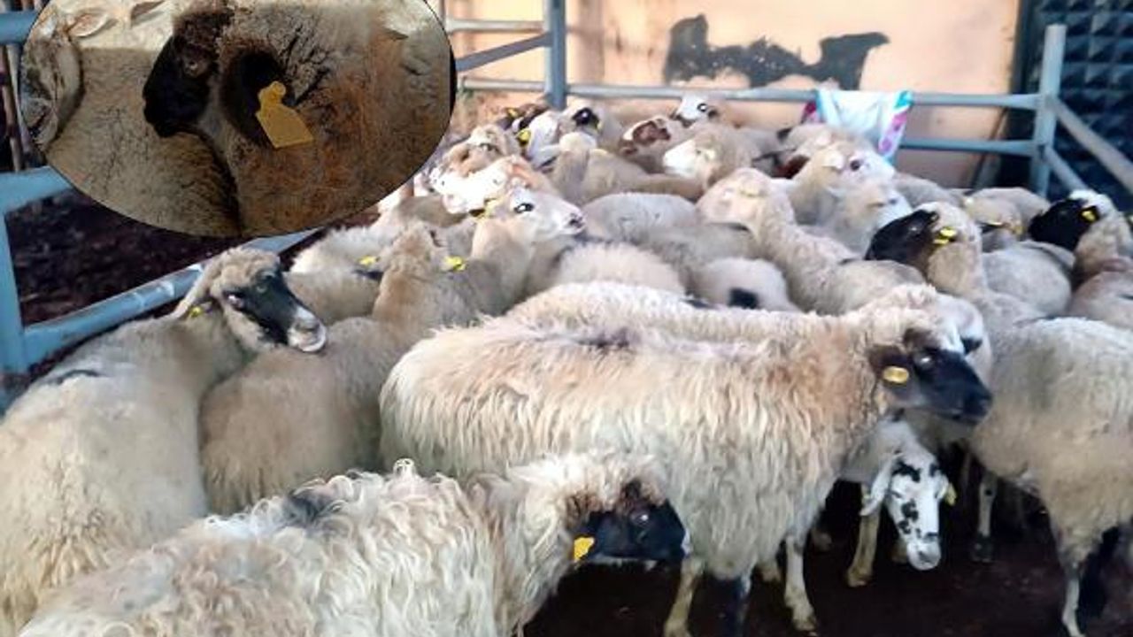 Kırklareli'ye kaçak hayvan getiren 2 kişiye 68 bin lira ceza