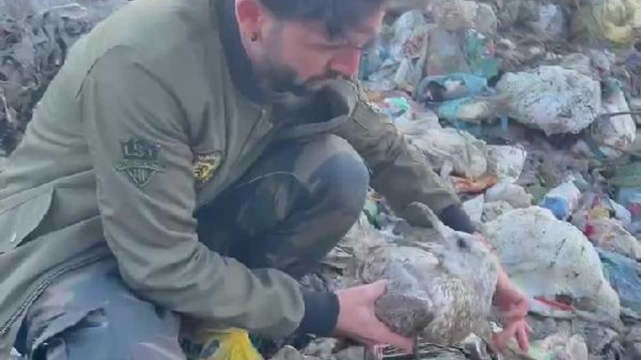 Zonguldak'ta çöplükte bulduğu, martıyı evine götürüp tedavi etti!