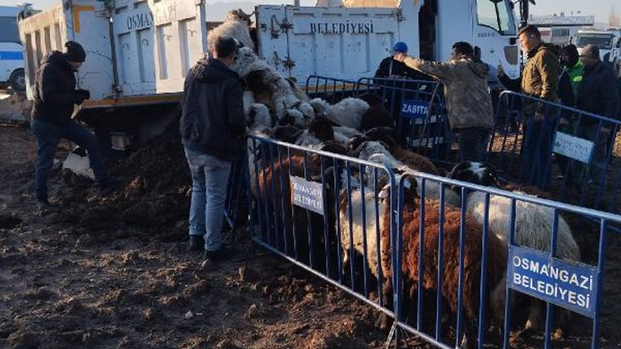 Tarım arazilerine zarar veren koyunlar toplandı