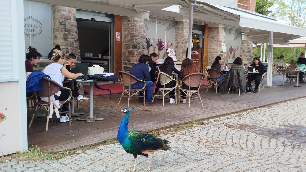 İzmir Doğal Yaşam Parkı’nda davranış zenginleştirme atölyesi
