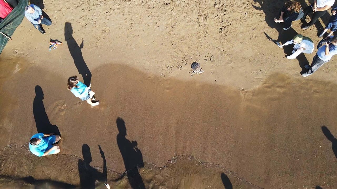 Muğla'da tedavileri tamamlanan deniz kaplumbağaları denizle buluştu