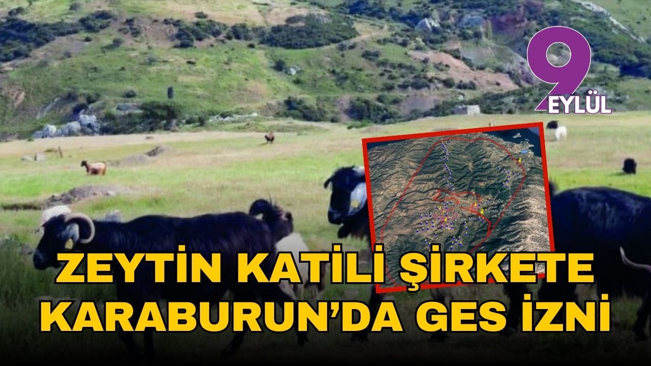 İzmir Karaburun'da zeytinler GES kıskacında!