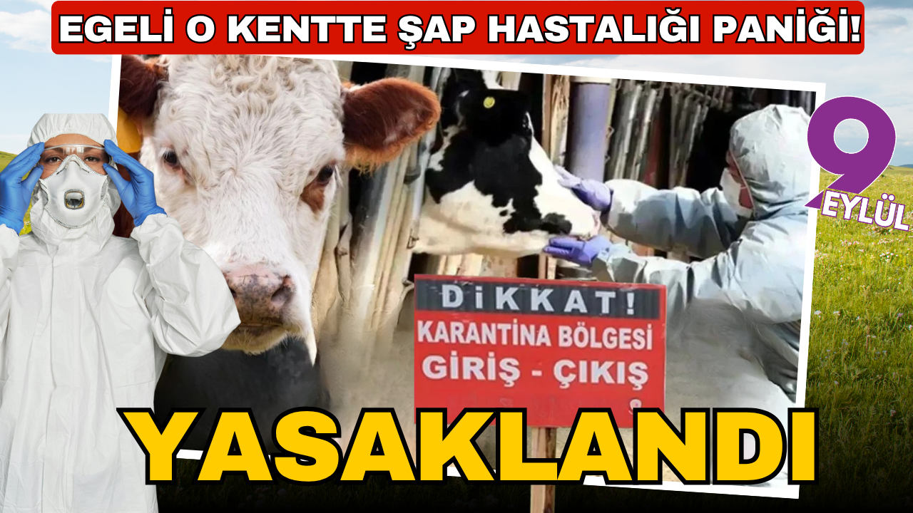 Aydın'da şap hastalığı: 34 mahalle karantinaya alındı