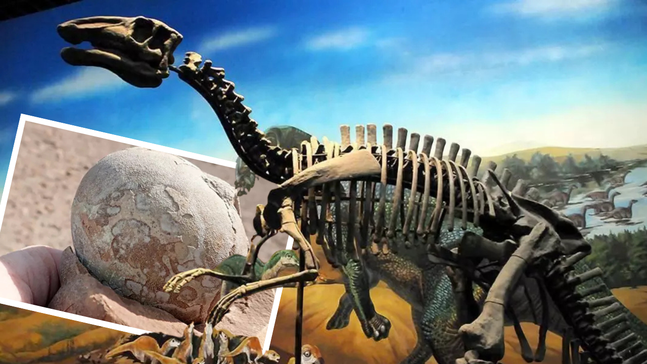 Milyonlarca yıllık dinozor yumurtası sapasağlam bulundu!