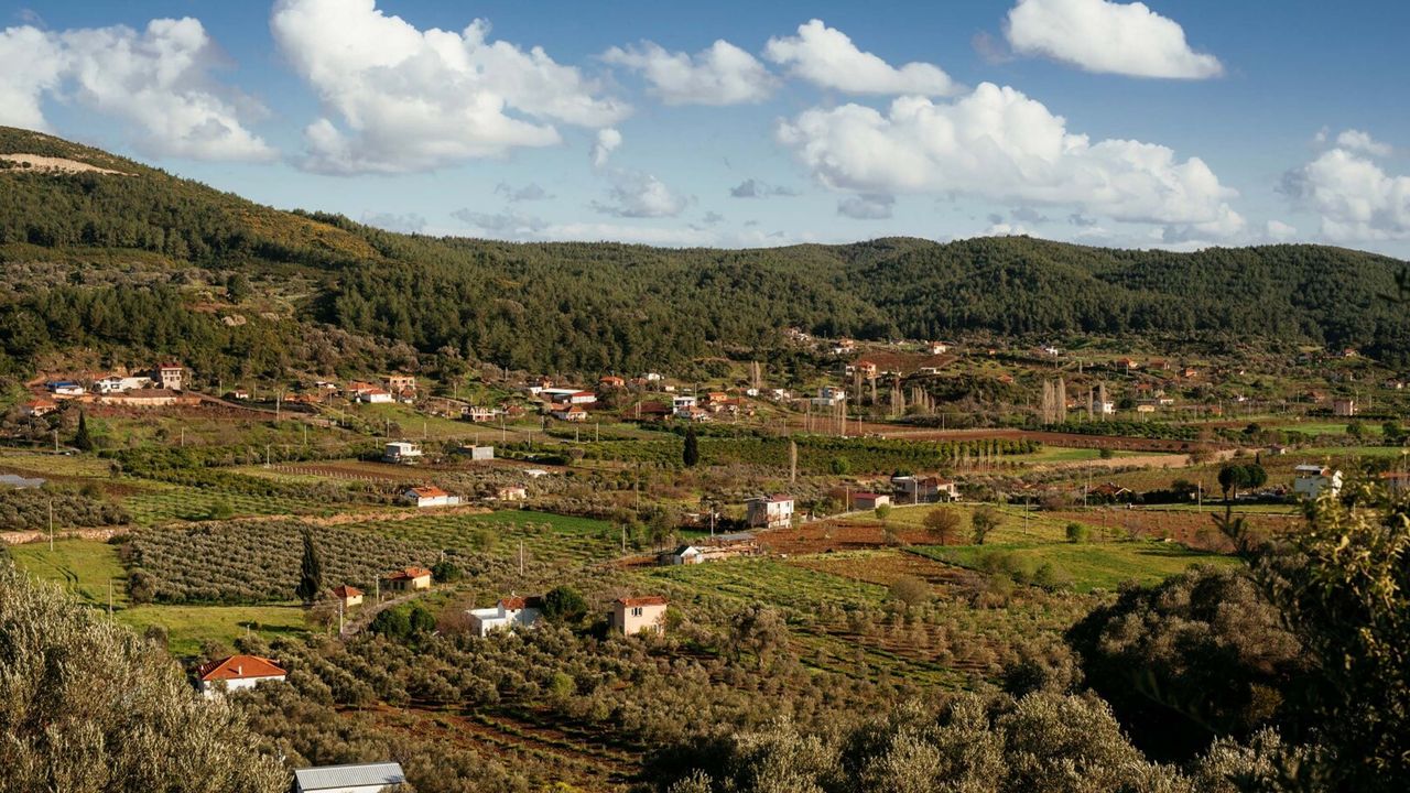 Seferihisar’da ‘Orhanlı Köyü 2’nci Zeytin Hasadı Festivali’ başlıyor
