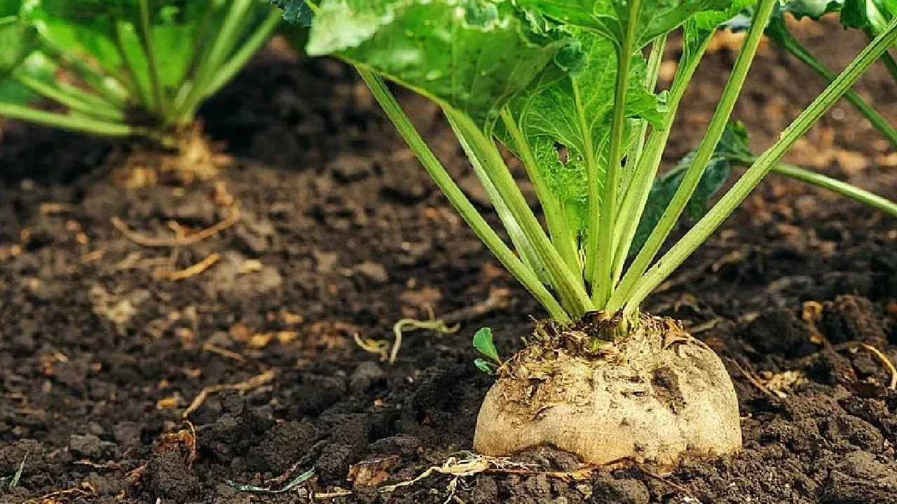 Şeker beş yılın dibini gördü