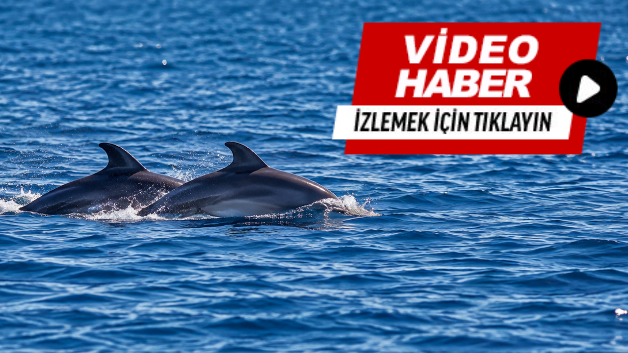 Güzelbahçe sahilinde yunus sürprizi