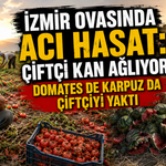 İzmirli üreticinin umudu tarlada kaldı: Domates ve karpuzda zarar büyüyor