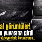 Karaburun'da skandal görüntüler: Fokların yuvasına girdi!