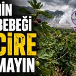 Ege'nin göz bebeği incire kıymayın