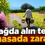 Bağda emek, masada zarar