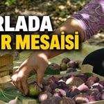 Tarlada incir mesaisi