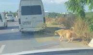 Antalya'da skandal görüntüler