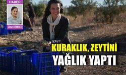 Kuraklık, zeytini yağlık yaptı