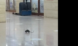 Adliye koridorlarında dev sıçan paniği!