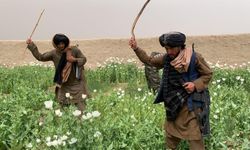 Taliban keneviri yasakladı