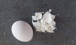 Yeni sektör yumurta kabuğu