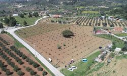 İzmir Ödemiş'te 12.743 m² tarım arazisi icradan satılıktır