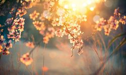 Baharın habercisi: 21 Mart ekinoksu nedir, neler olur?