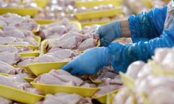 Tavuk Eti Fiyatlarında Son 5 Ayda Fahiş Artış: Yüzde 200 Zam!