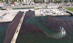 İzmir Körfezi'nde yosunlar kütle halinde yüzüyor!