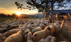 2026 Yılı kurbanlık fiyatları ne kadar?