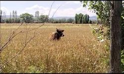 Kaçan kurbanlık inek uyuşturucu iğne ile yakalandı