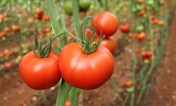 Domates nasıl seçilir? Menemenlik domates nasıl seçilir? Konserve domates için 6 püf noktası