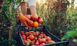 Rusya domates ihracatında kota yükseltti