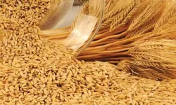 2023'te buğday fiyatları ne kadar açıklanacak? Konya Ticaret borsası buğday fiyatı